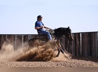 Quarter horse américain, Jument, 4 Ans, 152 cm, Bai cerise