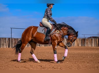 Quarter horse américain, Jument, 4 Ans, 152 cm, Bai cerise