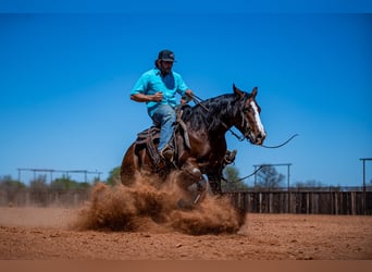 Quarter horse américain, Jument, 4 Ans, 152 cm, Bai cerise