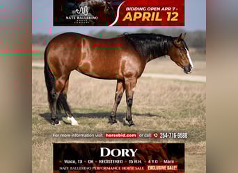 Quarter horse américain, Jument, 4 Ans, 152 cm, Bai cerise