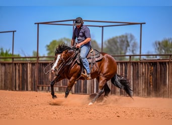 Quarter horse américain, Jument, 4 Ans, 152 cm, Bai cerise