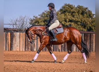 Quarter horse américain, Jument, 4 Ans, 152 cm, Bai cerise