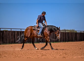 Quarter horse américain, Jument, 4 Ans, 152 cm, Bai cerise