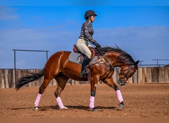 Quarter horse américain, Jument, 4 Ans, 152 cm, Bai cerise