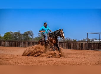 Quarter horse américain, Jument, 4 Ans, 152 cm, Bai cerise