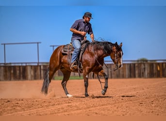 Quarter horse américain, Jument, 4 Ans, 152 cm, Bai cerise
