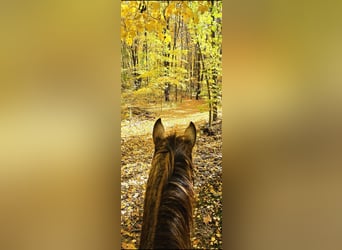 Quarter horse américain, Jument, 4 Ans, 152 cm, Buckskin
