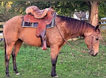 Quarter horse américain, Jument, 4 Ans, 152 cm, Buckskin