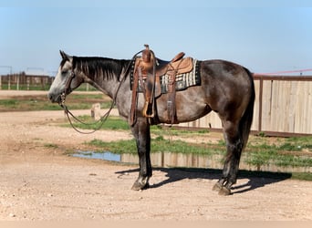 Quarter horse américain, Jument, 4 Ans, 152 cm, Gris