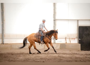 Quarter horse américain, Jument, 4 Ans, 152 cm, Isabelle