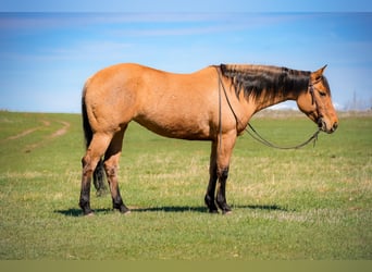 Quarter horse américain, Jument, 4 Ans, 152 cm, Isabelle