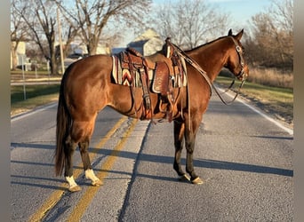 Quarter horse américain, Jument, 4 Ans, 152 cm, Isabelle