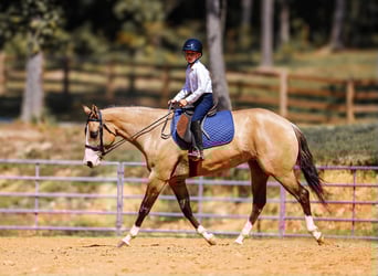 Quarter horse américain, Jument, 4 Ans, 152 cm, Isabelle