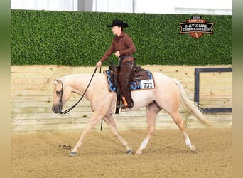Quarter horse américain, Jument, 4 Ans, 152 cm, Palomino