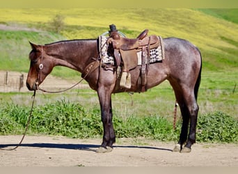 Quarter horse américain, Jument, 4 Ans, 152 cm, Roan-Bay