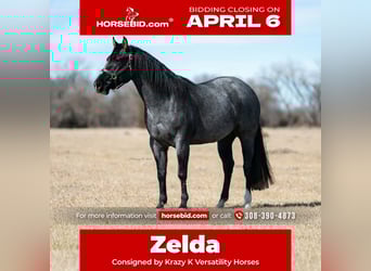 Quarter horse américain, Jument, 4 Ans, 152 cm, Rouan Bleu