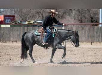 Quarter horse américain, Jument, 4 Ans, 152 cm, Rouan Bleu