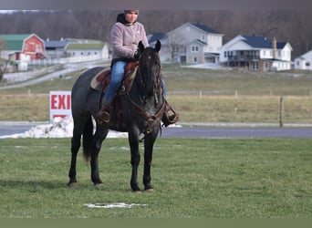 Quarter horse américain Croisé, Jument, 4 Ans, 152 cm, Rouan Bleu