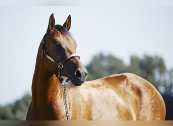 Quarter horse américain, Jument, 4 Ans, 153 cm, Bai