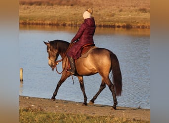 Quarter horse américain Croisé, Jument, 4 Ans, 153 cm, Buckskin