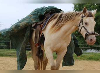 Quarter horse américain, Jument, 4 Ans, 153 cm, Champagne