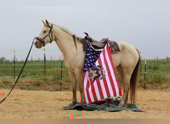 Quarter horse américain, Jument, 4 Ans, 153 cm, Champagne
