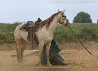 Quarter horse américain, Jument, 4 Ans, 153 cm, Champagne