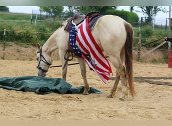 Quarter horse américain, Jument, 4 Ans, 153 cm, Champagne