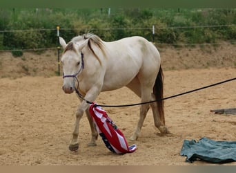 Quarter horse américain, Jument, 4 Ans, 153 cm, Champagne