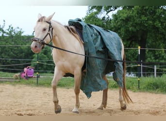 Quarter horse américain, Jument, 4 Ans, 153 cm, Champagne