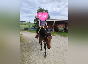 Quarter horse américain, Jument, 4 Ans, 153 cm, Roan-Bay
