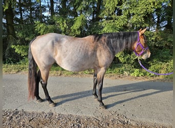 Quarter horse américain, Jument, 4 Ans, 153 cm, Roan-Bay