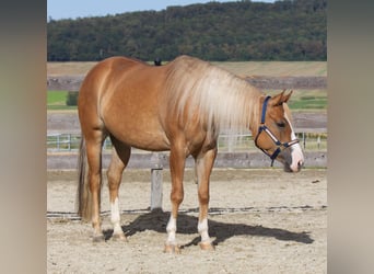 Quarter horse américain, Jument, 4 Ans, 154 cm, Alezan dun