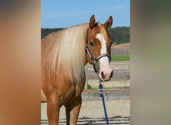 Quarter horse américain, Jument, 4 Ans, 154 cm, Alezan dun