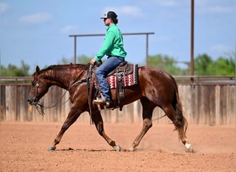 Quarter horse américain, Jument, 4 Ans, 155 cm, Alezan cuivré