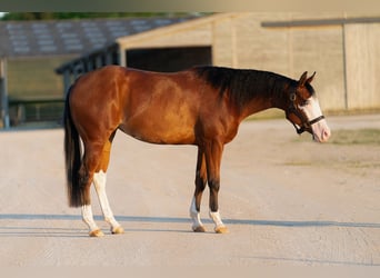 Quarter horse américain, Jument, 4 Ans, 155 cm, Bai brun
