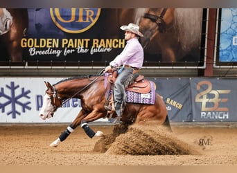 Quarter horse américain, Jument, 4 Ans, 155 cm, Bai brun