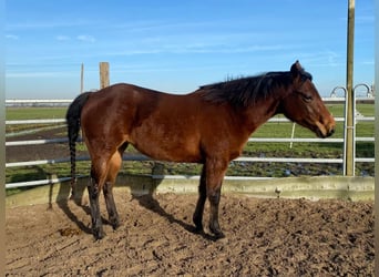 Quarter horse américain, Jument, 4 Ans, 155 cm, Bai brun