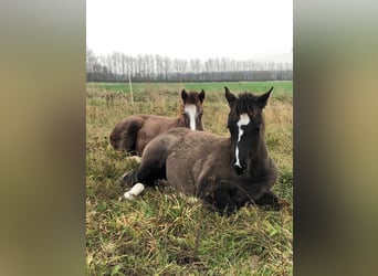 Quarter horse américain, Jument, 4 Ans, 155 cm, Grullo
