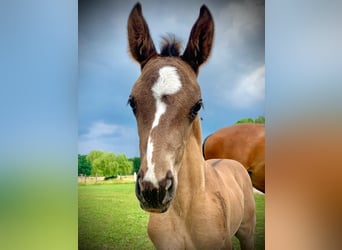 Quarter horse américain, Jument, 4 Ans, 155 cm, Grullo