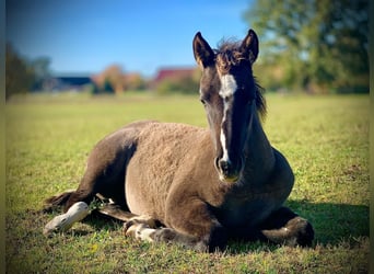 Quarter horse américain, Jument, 4 Ans, 155 cm, Grullo