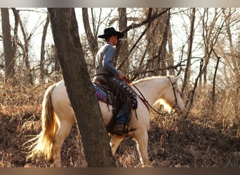 Quarter horse américain Croisé, Jument, 4 Ans, 155 cm, Perlino