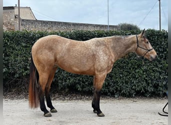 Quarter horse américain, Jument, 4 Ans, 156 cm, Buckskin
