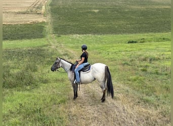 Quarter horse américain, Jument, 4 Ans, 156 cm, Grullo