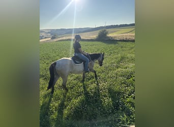 Quarter horse américain, Jument, 4 Ans, 156 cm, Grullo