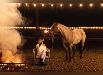 Quarter horse américain Croisé, Jument, 4 Ans, 157 cm, Rouan Bleu