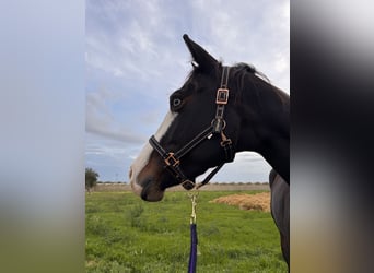 Quarter horse américain, Jument, 4 Ans, 160 cm, Bai brun