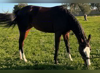 Quarter horse américain, Jument, 4 Ans, 160 cm, Bai brun