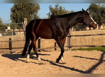 Quarter horse américain, Jument, 4 Ans, 160 cm, Bai brun