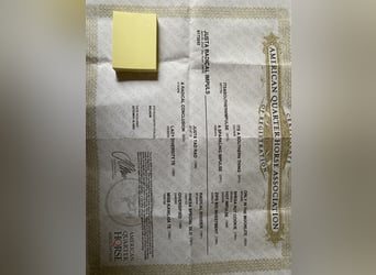 Quarter horse américain, Jument, 4 Ans, 160 cm, Roan-Bay